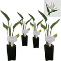 Bird of Paradise - White - Strelitzia Nicholai. (4 White BoP in Cup)
