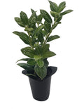 Burfordi Holly | 30 Live Plants | Ilex Cornuta | Fast Growing Evergreen Shrubs, Privacy Hedge Plants, Dark Green Foliage, Low Maintenance Landscaping, Ideal for Hedges and Borders