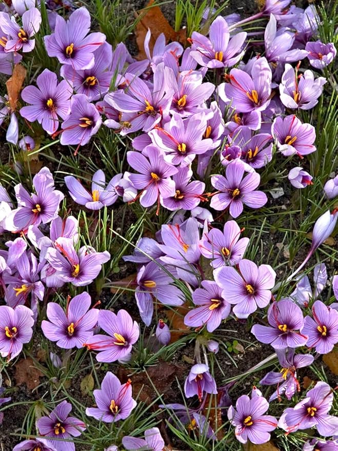 Saffron Crocus Bulbs - Long Lasting, Enhance Garden with Exquisite Flavor | Harvest Spice at Home - Low Maintenance & Easy to Grow - Autumn Bloomers (50 Pack)