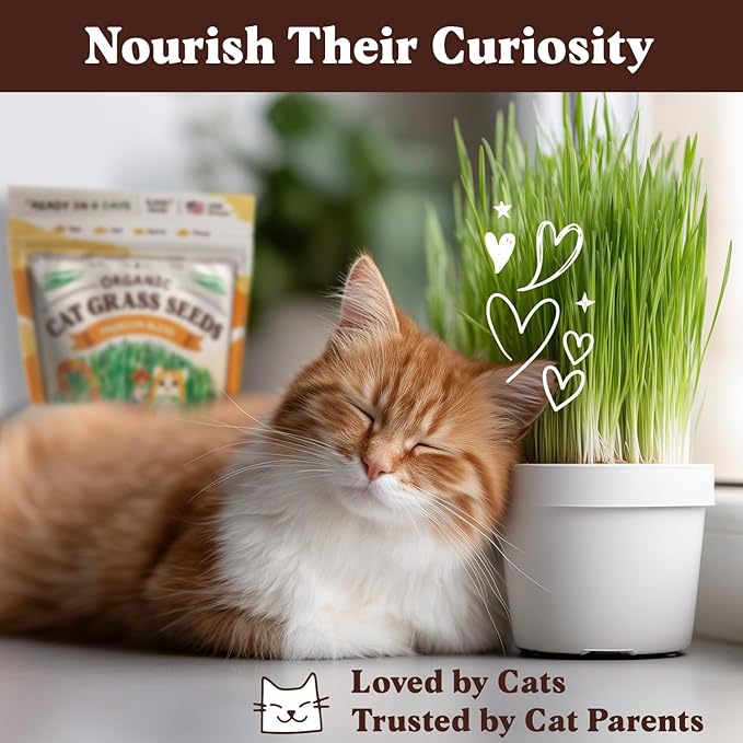 Seedboy Organic Cat Grass Seeds for Planting, Non-GMO Wheat, Oat, Rye, and Barley Cat Grass for Indoor Cats (8 oz)
