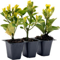 3 Golden Euonymus Shrubs | Live Plants in 2.5-inch Nursery Cubes | Japonica ‘Aureo-Marginatus’ Variety | Easy-Care Evergreen | Variegated Yellow-Green Foliage | Hedges & Shrubs for Home & Garden