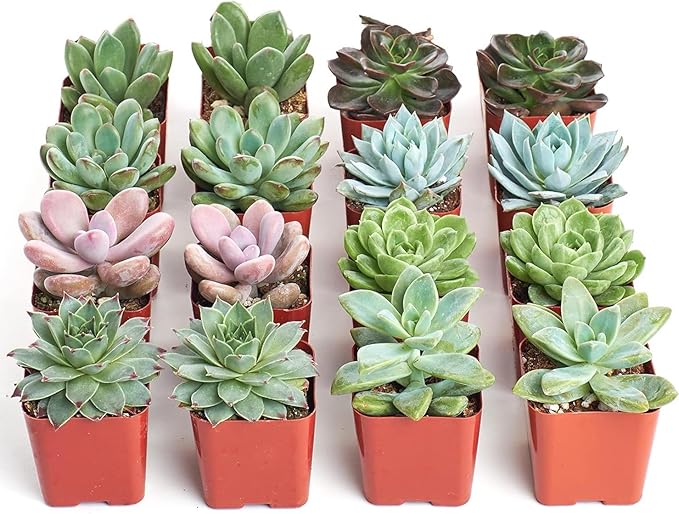 Shop Succulents Rosette Succulent Plant Pack Bulk Collection - Live Mini Succulent Plants, Low Maintenance, Floral Shaped Mix of Colors & Textures - Wedding and Party Favors, Gift & Garden, Pack of 16