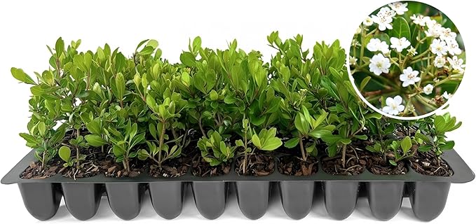Viburnum Densa | 20 Live Plants | Viburnum Obovatum 'Densa' | Compact Evergreen Shrub | Low-Maintenance Privacy Plants for Landscaping