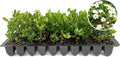 Viburnum Densa | 3 Live Plants | Viburnum Obovatum 'Densa' | Compact Evergreen Shrub | Low-Maintenance Privacy Plants for Landscaping