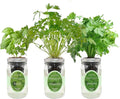Hydroponic Herb Growing Kit Set, Self-Watering Mason Jar Herb Garden Starter Kit Indoor, Windowsill Herbs Garden, Grow Your Own Herbs from Organic Seeds (Basil, Cilantro and Parsley)