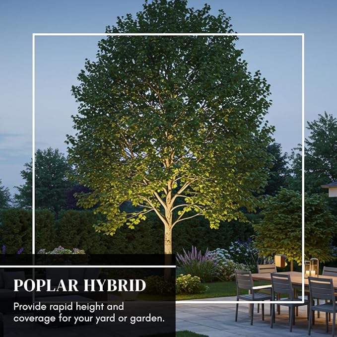 Hybrid Poplar Tree Seedlings for Planting - Fast Growing Privacy and Shade Trees (3 Trees)