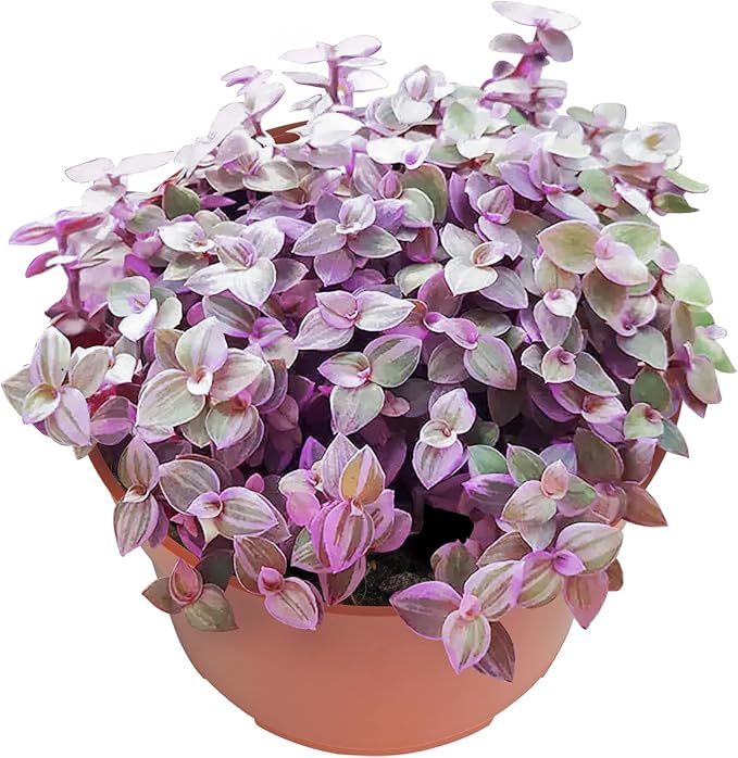 Live Succulents Pink Lady (4-inch), Succulent Plants Fully Rooted in Pots with Soil, Easy-Care House Plant for DIY, Home Office Decor, Wedding Party Favor