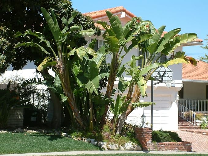 Bird of Paradise - White - Strelitzia Nicholai. (4 White BoP in Sac)