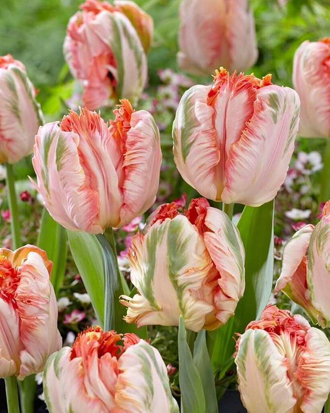 Apricot Parrot Tulip Bulbs for Planting - Stunning Parrot Tulips, Perennial, Top Size Bulbs (10 Bulbs)