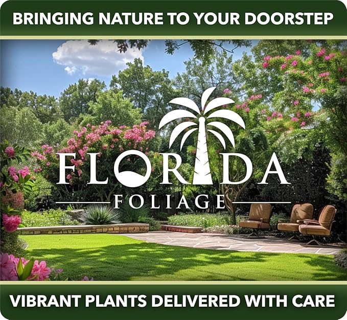 Japanese Boxwood | 1 Live 4 Inch Pot | Buxus Microphylla | Formal Evergreen Low Maintenance Hedge Plants