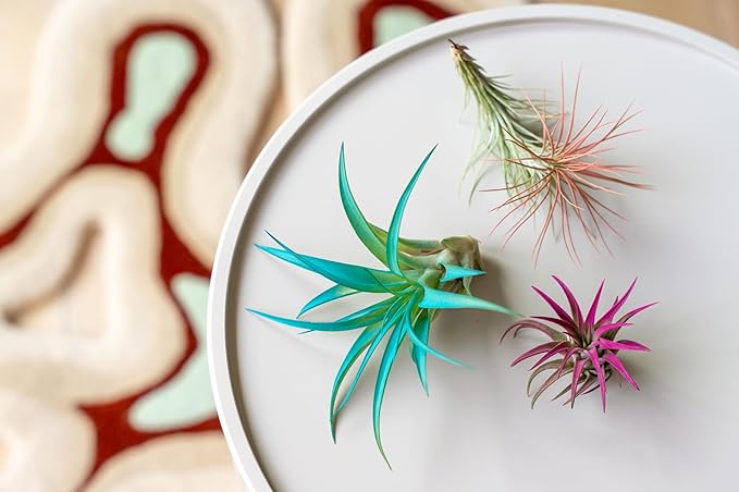 Purple Colorful Tillandsia Air Plants - Long Lasting Color Enhanced Live Tillandsia Succulent House Plants - Home and Garden Decor - Easy Care Indoor and Outdoor (Mini Xerographica, Single)