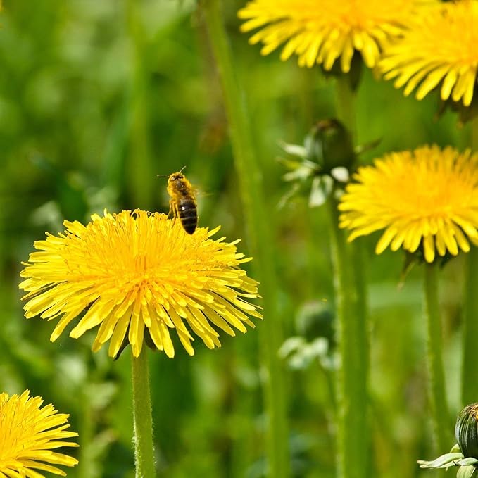 Outsidepride Dandelion Seeds for Planting - 10,000 Seeds Perennial, Easy to Grow & Drought Tolerant, Taraxacum Officinale Herb Seeds with Yellow Blooms for Edible Landscaping & Wildlife Attraction