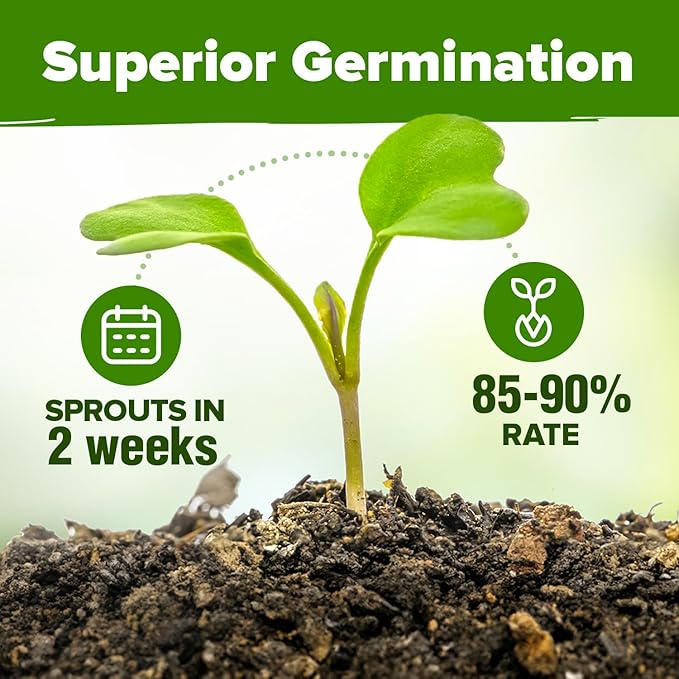 HOME GROWN 10 Herb Seeds for Planting 3,000+ Non-GMO Heirloom Seeds | Extra Large Variety Pack Herb Kit – Indoor Outdoor & Hydroponic | Culinary Seed Set | Grow Your Own Herbs | Gift for Beginners