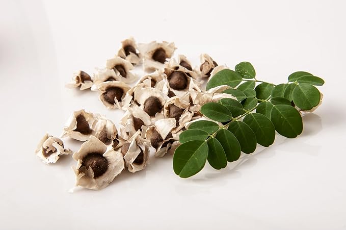 Moringa Plants 2 Live Moringa Trees with Moringa Seeds, Drumstick Tree, Miracle Tree, Moringa Seedling, Live Plant