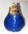 Blue Waxed Red Amaryllis Bulb - Stunning Red Blooms with Wax Coating - No Soil or Water Required - Easy-to-Grow Holiday Décor & Perfect for Gifting - Vibrant Indoor Flowering Plant