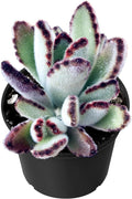 Sprout N Green Kalanchoe Tomentosa Daruma, Live Cactus Plant Fully Rooted in 4" Pots with Soil Mix, Houseplant for Indoor Outdoor Home Office Decor