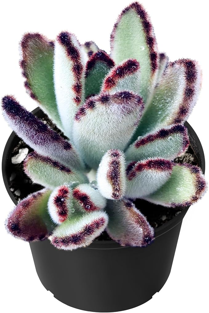 Sprout N Green Kalanchoe Tomentosa Daruma, Live Cactus Plant Fully Rooted in 4" Pots with Soil Mix, Houseplant for Indoor Outdoor Home Office Decor