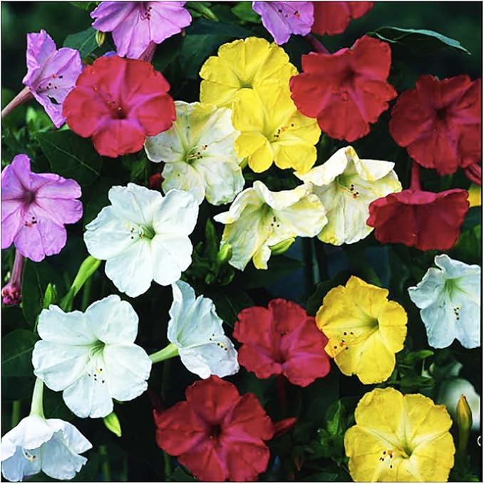 80 White Four O'Clock Seeds - Tender Perennial That Reseeds Easily