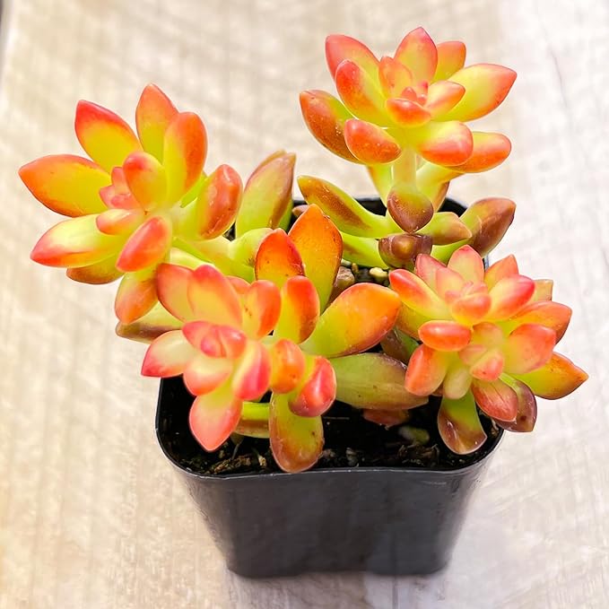 Sprout N Green Sedum adolphii 'Shooting Stars', Mini Live Succulent Fully Rooted in 2 inch Starter Pot, House Plant for Indoor Outdoor Home Office Wedding Decoration Party Favor