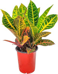 Croton Plants (Petra, 1 Gallon/6" Nursery Pot)