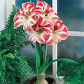 Clown Amaryllis Bulb in Huge Bulb 28-36cm, Easy to Grow!