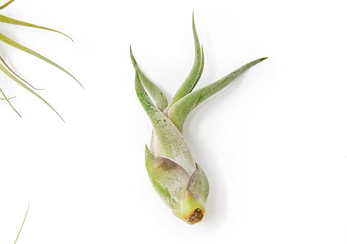 5 Pack of Classic Air Plants Variety - Live Succulent House Plants - Available in Wholesale and Bulk - Home and Garden Decor - Easy Care Indoor/Outdoor Air Plant