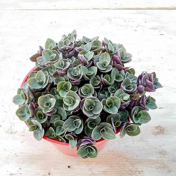 Sprout N Green Turtle Vine, Live Succulent Callisia Repens Sedum Fully Rooted in 4" Pot, House Plant Home Office Wedding Decoration DIY Projects Party Favor