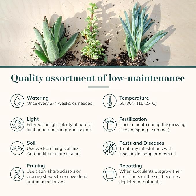 Shop Succulents Endless Summer Succulent Pack Collection - Live Mini Succulent Plants, Low Maintenance, Colors & Textures - Wedding and Party Favors, Gift & Garden, Pack of 6