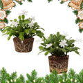 2 White Christmas Cactus Plants, Thanksgiving Cactus 3-6 Inch Tall, Winter Succulents Flowers Container Hanging Basket Indoor Outdoor Planting