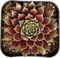 Live Succulent Sempervivum 'Stansfieldii', Approx 2-inch Large, Potted Succulents, Fully Rooted, Easy Care House Plants