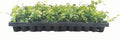 Creeping Fig Plant Ficus Pumila Climbing Vine - 30 Live Fully Rooted Plants