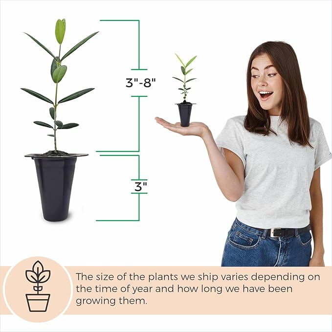 Olive Tree Mission (4 Pack) Real Olea Europaea | Easy to Grow Plants | Great Gift for Celebrations | Grow Your own Food on Your Edible Organic Garden| Edible Fruit Plant Live for Planting|