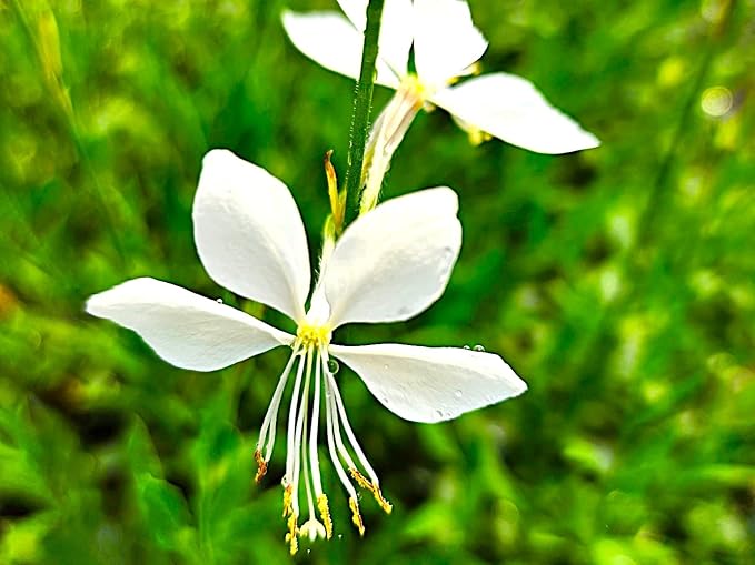 Greenwood Nursery: Live Perennial Plants - Gaura 'Whirling Butterflies' + Oenothera lindheimeri - [Qty: 2X Pint Pots] - (Click for Other Available Plants/Quantities)