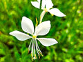 Greenwood Nursery: Live Perennial Plants - Gaura 'Whirling Butterflies' + Oenothera lindheimeri - [Qty: 2X Pint Pots] - (Click for Other Available Plants/Quantities)