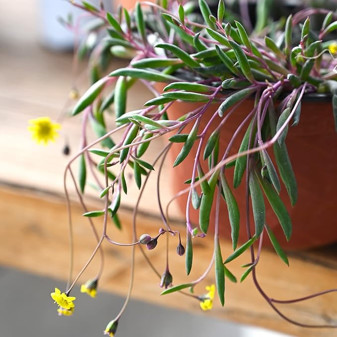4" Ruby Necklace | Othonna capensis L.H.Bailey, Live Succulent Fully Rooted in Pots, Purple Hanging Trailing House Plant for Home Office Wedding Decoration DIY Project Party Favor