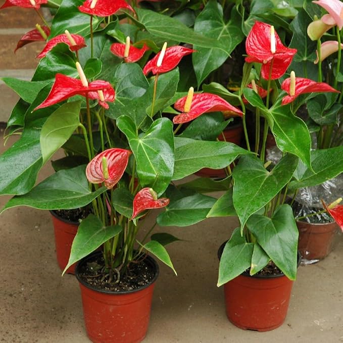 Gardenera Premium Anthurium Soil Mix - Perfect Blend for Thriving Anthurium Plants - 1 Quart