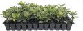 Indian Hawthorn - 3 Live Plants - Rhaphiolepis Indica Alba - Flowering Evergreen Shrub
