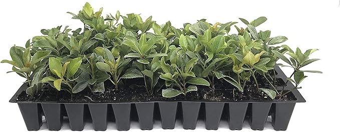 Indian Hawthorn - 3 Live Plants - Rhaphiolepis Indica Alba - Flowering Evergreen Shrub