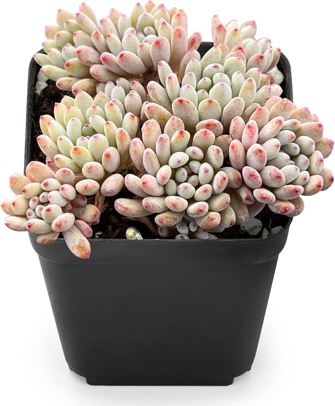 Sprout N Green Graptopetalum pachyphyllum 'Bluebean', Live Succulent Plant Fully Rooted in 2" Pots with Soil Mix, Rare Houseplant for Indoor Outdoor Home Office Wedding Decoration Party Favor