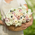 Eden Brothers Anemone & Ranunculus Bulbs - Alpine Mix