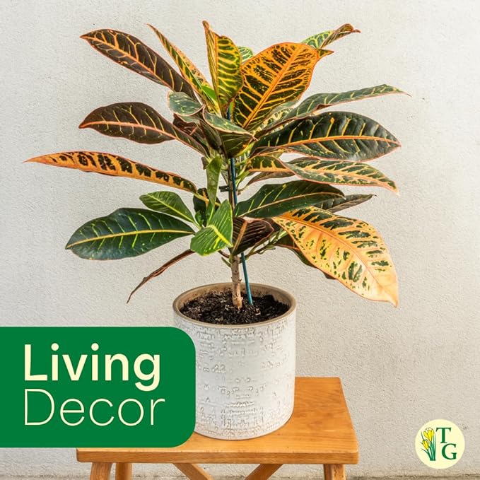 Thorsen's Greenhouse Live Petra Croton Plant, Codiaeum Variegatum, Colorful Foliage, Live Indoor Houselant (Gold, 4-inch Pot)