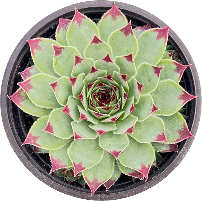 Sprout N Green Sempervivum 'Lady's Nail', 1 Live Succulent Plant Fully Rooted in 4" Pot, House Plant for Indoor Outdoor Home Office Wedding Decoration DIY Project Party Favor