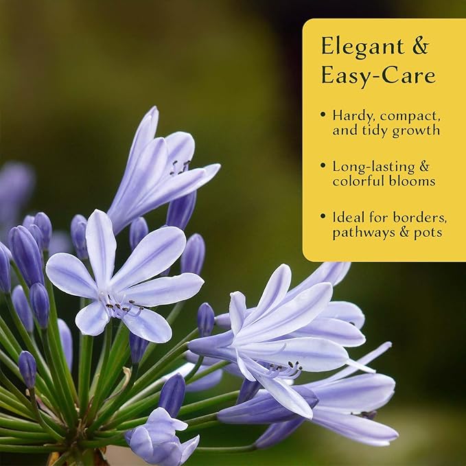2 Frederick Street Park Agapanthus in 2.5” Nursery Cubes (Agapanthus ‘Frederick Street Park’) | Compact Semi-Evergreen Perennial for Borders, Containers, and Pollinator Gardens | Ready-to-Plant