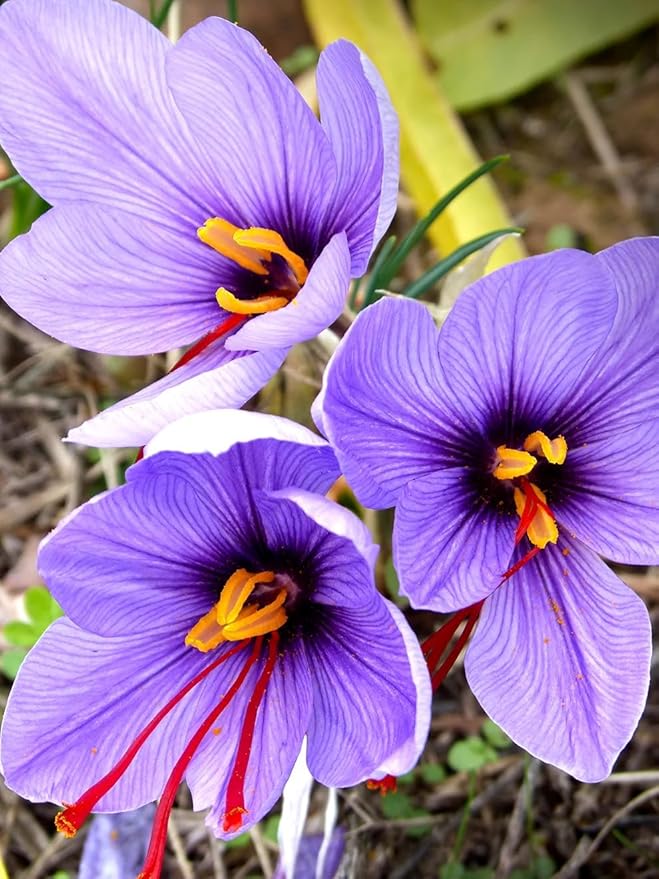 Saffron Crocus Bulbs - Long Lasting, Enhance Garden with Exquisite Flavor | Harvest Spice at Home - Low Maintenance & Easy to Grow - Autumn Bloomers (50 Pack)