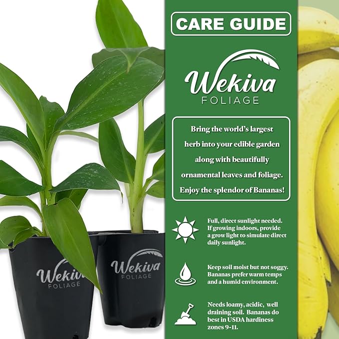 Kokopo Banana Tree - 4 Live Starter Plants - Musa - Edible Fruit Bearing Tree for The Patio and Garden