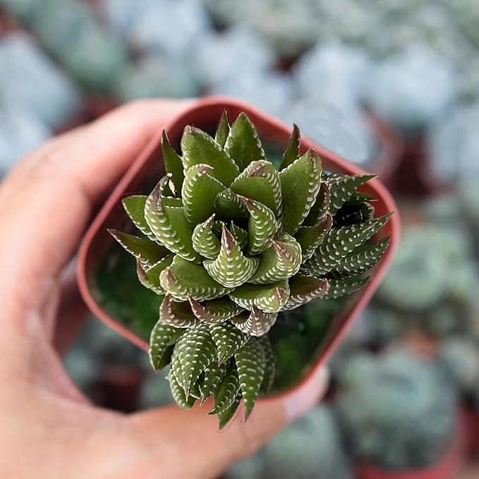 Sprout N Green Haworthia coarctata, Rare Live Succulent Plant Fully Rooted in 2inch Starter Pot, Home Office Indoor Outdoor Wedding Decoration DIY Projects Party Favor