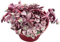 Sprout N Green Calico Kitten | Crassula Pellucida Variegata, 4in Live Succulent Fully Rooted with Soil Mix, Rare House Plant for Home Holiday Wedding Garden Decor, DIY Projects, Party Favor