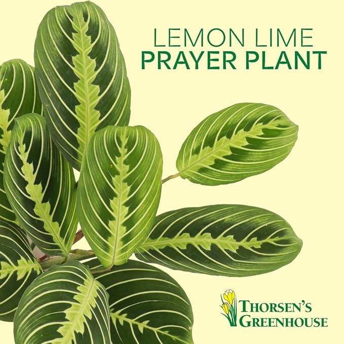 Thorsen's Greenhouse Lemon Lime Prayer Plant, Live Indoor Plant, Pet Friendly, Attractive Houseplant, Lemon Maranta, Natural Air Purifier, Easy to Grow, 4" Diameter Pot (Terra Cotta)
