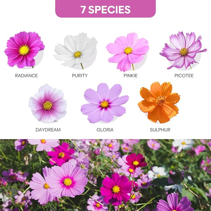 Cosmos Seeds Wildflower Mix, 1 Oz, 7 Varieties Flowers Seeds for Planting (Daydream, Gloria, Picotee, Purity, Radiance, Pinkie, Sulphur)