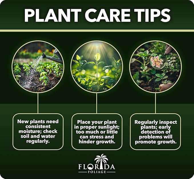 Bottlebrush Red Cluster | 3 Large Gallon Size Plants | Callistemon | Drought Tolerant Shrub, Evergreen Foliage, Vibrant Red Blooms, Low Maintenance Plant, Attracts Hummingbirds, Landscaping